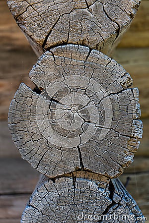 Texture. sawing logs. cut tree trunk with annual circles close-up. Abstract natural backgrounds Stock Photo