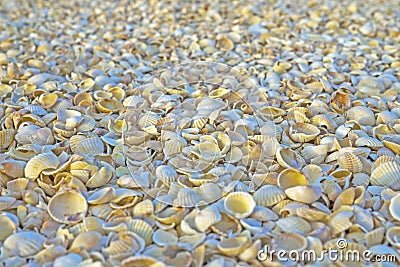 Texture of sea shells shore. Selective focus view Stock Photo