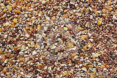 Texture of seed and grain mix for bird feed , livestock Stock Photo
