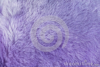Texture of shaggy fur background with purple color. Detail of soft hairy skin material Stock Photo