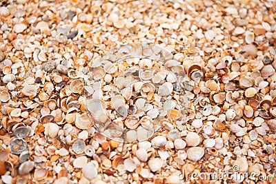 Shell beach texture. Concept of travel, leisure, relaxation. Background with copy space for design mockup, screensaver for device Stock Photo