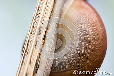 The texture on shell in nature building Stock Photo