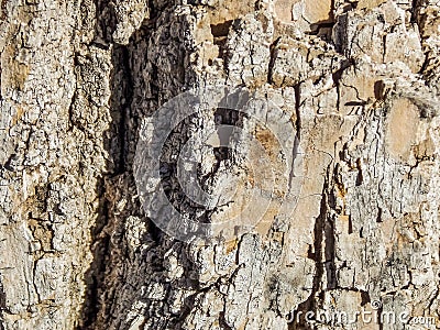 Macro Texture of Tree Bark in the Sun Stock Photo