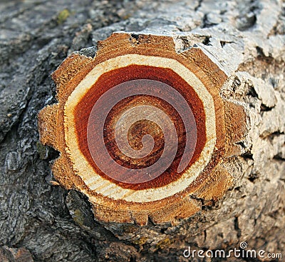 Texture slice trunk poplar Stock Photo