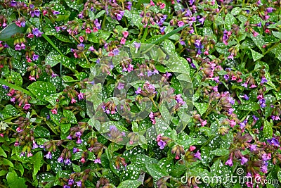 Texture of small spring flowers Stock Photo