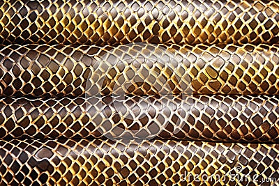 texture of snakes skin in sunlight Stock Photo
