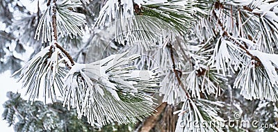 Snow-covered pine branches with long needles Stock Photo