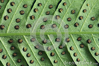 Leave texture of fern with spore Stock Photo