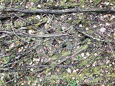 Texture of sticks and branches, logs of roots covered with natural green moss and grass with leaves in the forest Stock Photo