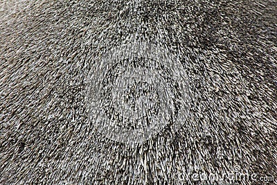 Texture of straw roof Stock Photo