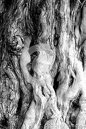 A texture stripe of an old tree, very good for the texture background Stock Photo