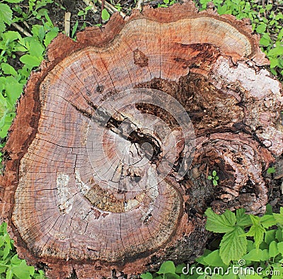 Texture of the stump Stock Photo