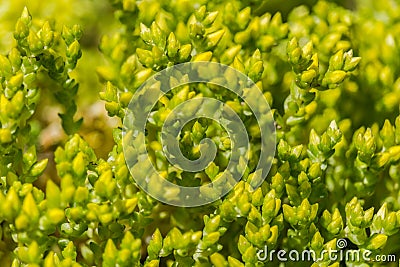 Texture of summer flower petal Stock Photo