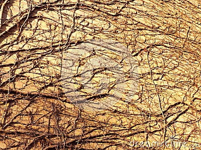 texture in sunlight of tree vines on wall side bricks house Stock Photo