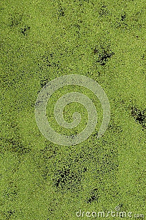 Texture of swamp water dotted with green duckweed and marsh vegetatio Stock Photo