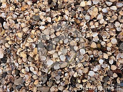 Texture of thousands shells, empty shell on beach Stock Photo