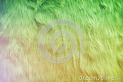 Texture of toned fur, pastel gradient colors, fluffy background Stock Photo