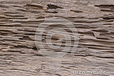 Texture of traces of termites eat wood Stock Photo