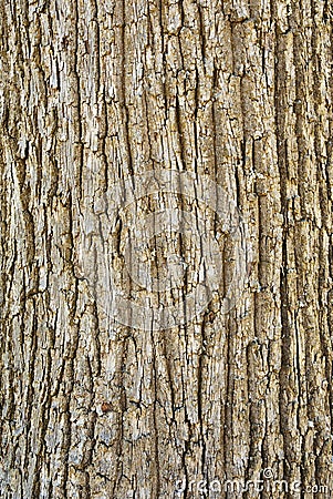 Texture of tree bark Stock Photo