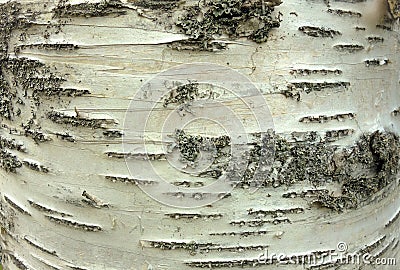 The texture of the tree bark birch white Stock Photo
