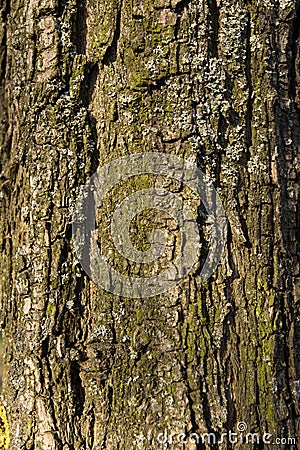 Texture tree bark Stock Photo