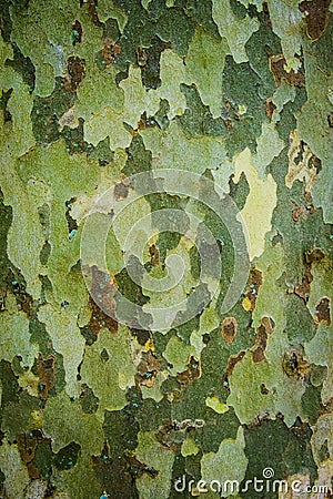 The texture of tree bark. close-up Stock Photo
