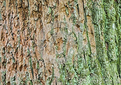 Texture of tree bark green and brown Stock Photo