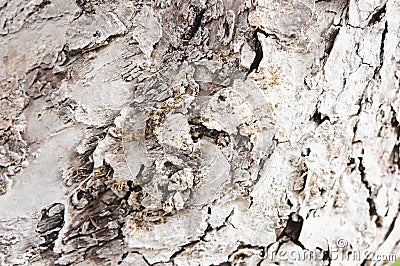 Texture of tree bark painted white Stock Photo