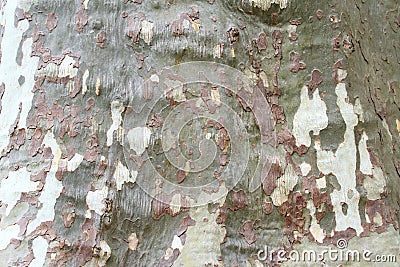 Texture of tree bark platanus Stock Photo