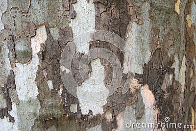 Texture of tree bark platanus Stock Photo