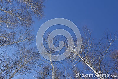 Texture of trees in the forest shot from the bottom up against the blue sky Stock Photo