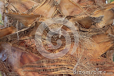Texture of trunk palm tree closeup. Structure of trunk of palm tree surface background Stock Photo