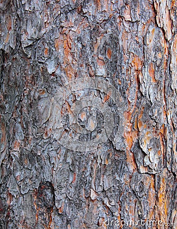 Texture of a trunk of a pine Stock Photo