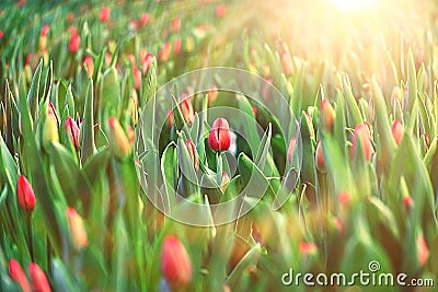Texture tulips blooming Stock Photo