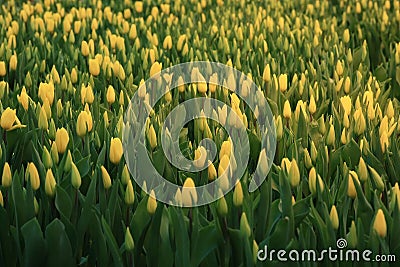 Texture tulips Stock Photo