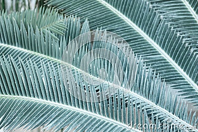 Texture of turquoise palm leaves Stock Photo