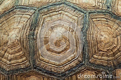 Texture of Turtle carapace Stock Photo