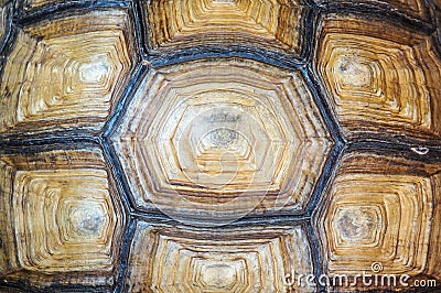 Texture of Turtle carapace Stock Photo