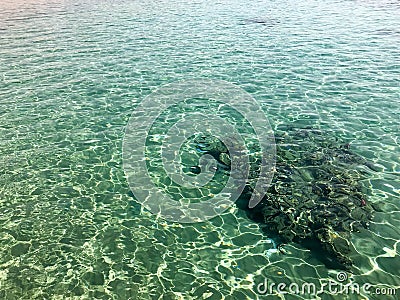 The texture of the underwater stone, coral on the background of a transparent warm sea of pure green water Stock Photo