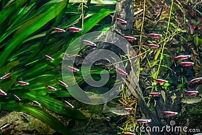 The texture of the underwater world with many bright Cardinal tetra fishes on a background of green algae. A school of small red Stock Photo