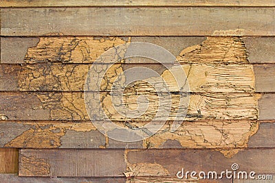 Texture wall wood termites Stock Photo