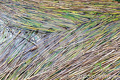 texture of water reeds on the surface of the lake, background of cut reeds Stock Photo