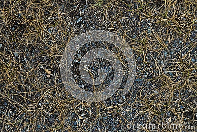 Lifeless background image. Siberian soil. Macro photo Stock Photo