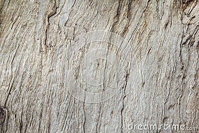 Texture of wood&bark Stock Photo