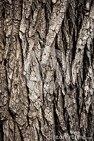 Texture of wood bark close up Stock Photo
