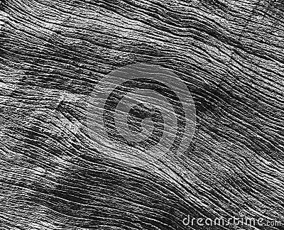 Texture of a wood from tree, Black and white tone Stock Photo