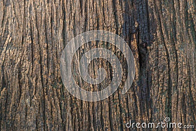 texture of a wooden surface Stock Photo