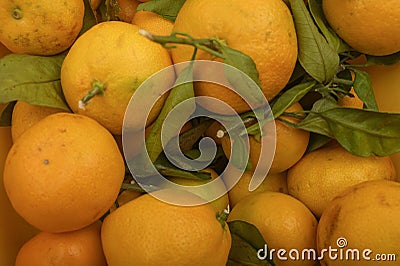 Texture of yellow tangerines on a twig with green leaves. Background image. Autumn harvest. Modern agriculture. For a sweet treat Stock Photo