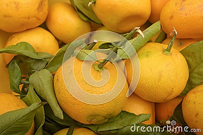 Texture of yellow tangerines on a twig with green leaves. Background image. Autumn harvest. Modern agriculture. For a sweet treat Stock Photo