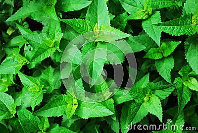 Texture of young nettle leaf close-up top view Stock Photo